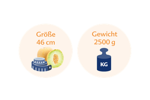 Eine gelbe Frucht mit der Aufschrift "Größe" mit einer Größe von 46 cm und einem Gewicht von 2500 g, daneben eine blaue Gewichtsangabe mit der Aufschrift "KG".