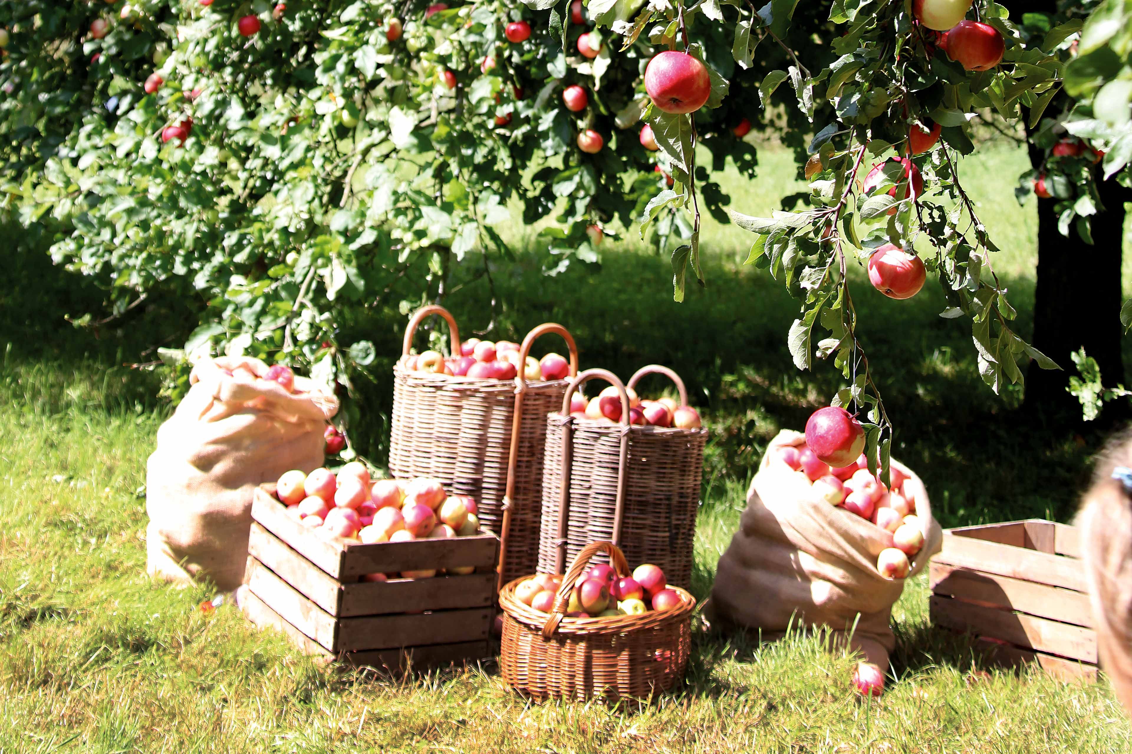 Sonnige Bio-Obstwiese mit reifen Äpfeln an den Bäumen und vollen Körben und Kisten nach der Ernte.