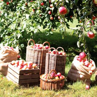 Sonnige Bio-Obstwiese mit reifen Äpfeln an den Bäumen und vollen Körben und Kisten nach der Ernte.