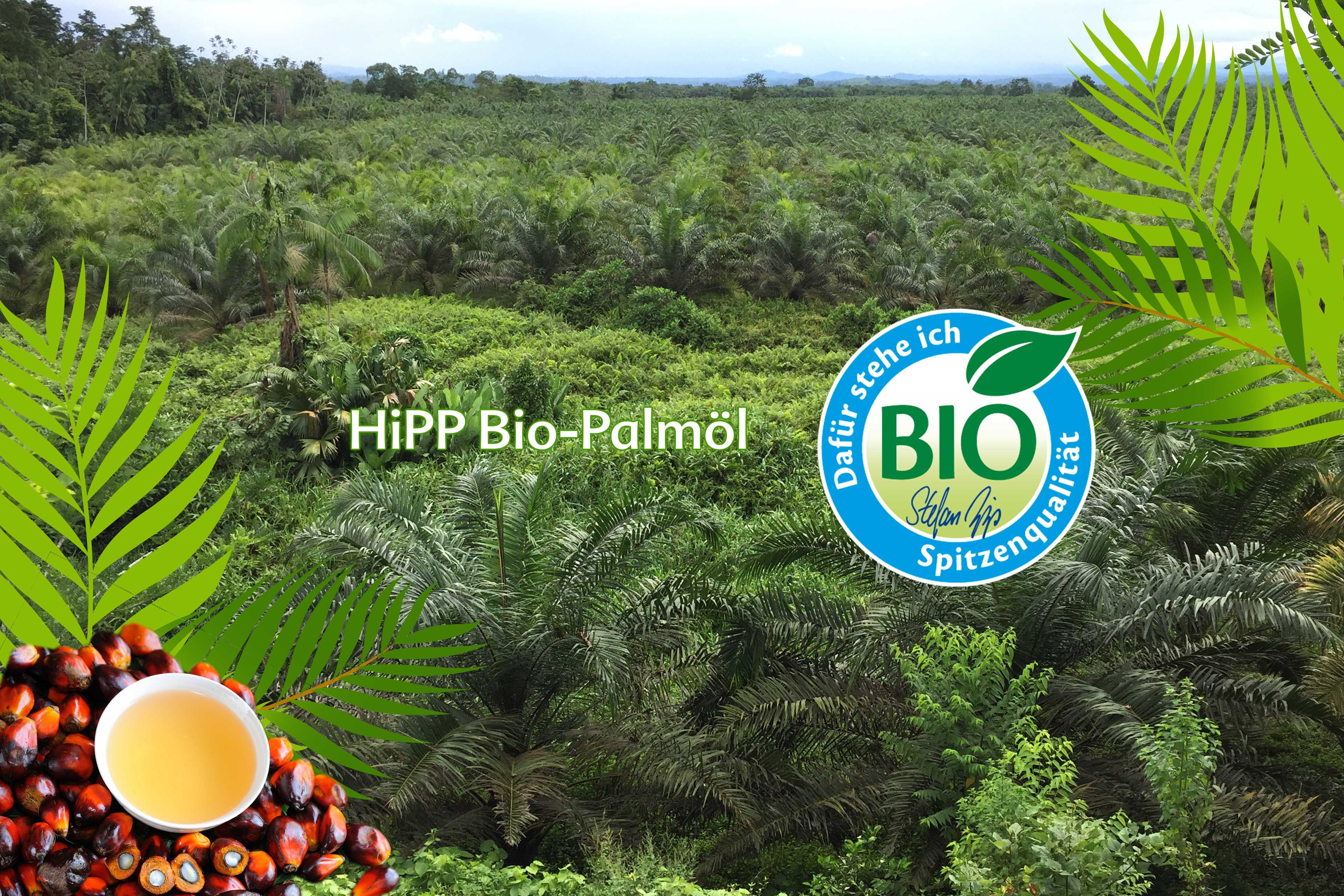Weitläufige, grüne Bio-Palmölplantage mit HiPP BIO-Siegel und Text HiPP Bio-Palmöl