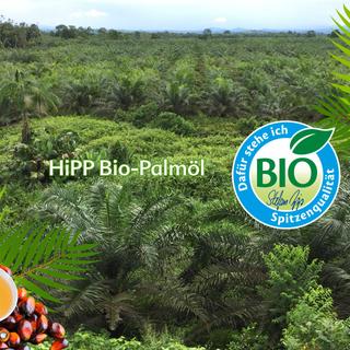 Weitläufige, grüne Bio-Palmölplantage mit HiPP BIO-Siegel und Text HiPP Bio-Palmöl