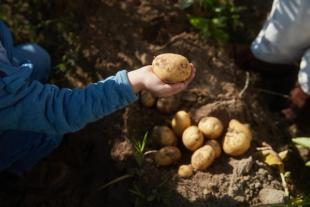 A little boy holding out his hand with a potato