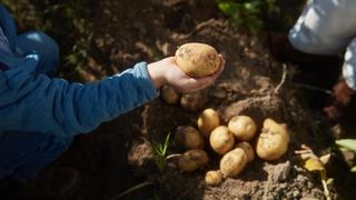 A little boy holding out his hand with a potato