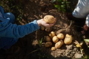A little boy holding out his hand with a potato
