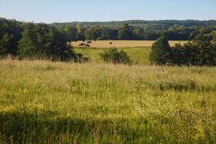 Weite Wiese mit hohem Gras im Vordergrund, dahinter eine Weide mit grasenden Rindern und im Hintergrund bewaldete Hügel unter klarem Himmel