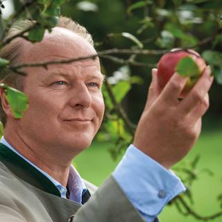 Mann im Obstgarten betrachtet prüfend einen roten Apfel am Baum, Symbol für Sorgfalt und Verantwortung bei HiPP.