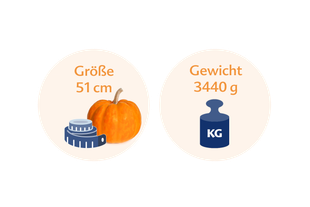 Ein Kürbis neben einer blauen Waage mit den Maßen 51 cm bzw. 3440 g.