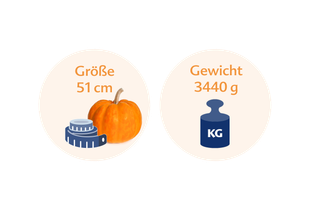 Ein Kürbis neben einer blauen Waage mit den Maßen 51 cm bzw. 3440 g.