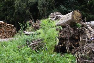 Ein Stapel gefällter Stämme in einem Wald, daneben ein umgestürzter Baum mit freiliegenden Wurzeln und eine junge Pflanze, die inmitten der Trümmer wächst.
