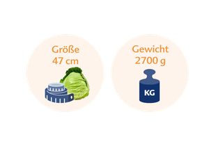 Ein Vergleich zwischen der Höhe eines Kohlkopfes (47 cm) und seinem Gewicht (2700 g) in Kilogramm.