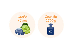 Ein Vergleich zwischen der Höhe eines Kohlkopfes (47 cm) und seinem Gewicht (2700 g) in Kilogramm.