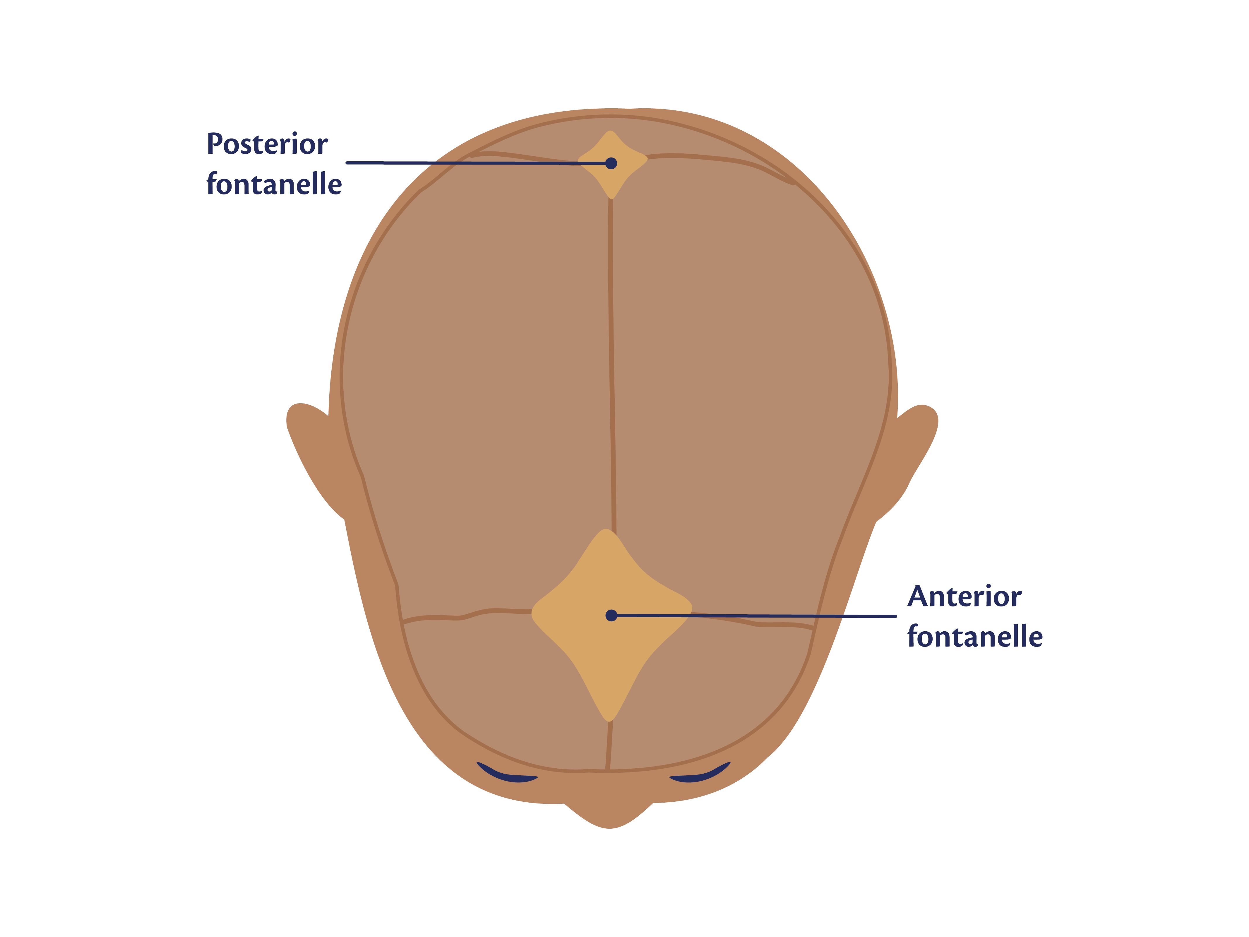 An anatomical diagram of a baby's skull from a direct top-down view, showing the soft spots. A large diamond-shaped area near the front is labelled 'Anterior fontanelle', and a smaller diamond-shaped area near the back is labelled 'Posterior fontanelle'.