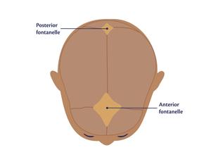 An anatomical diagram of a baby's skull from a direct top-down view, showing the soft spots. A large diamond-shaped area near the front is labelled 'Anterior fontanelle', and a smaller diamond-shaped area near the back is labelled 'Posterior fontanelle'.