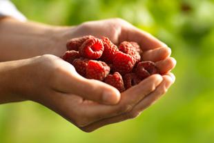 Zwei Hände halten frisch gepflückte rote Bio-Himbeeren vor unscharfem, grünem Obstwiesen-Hintergrund.