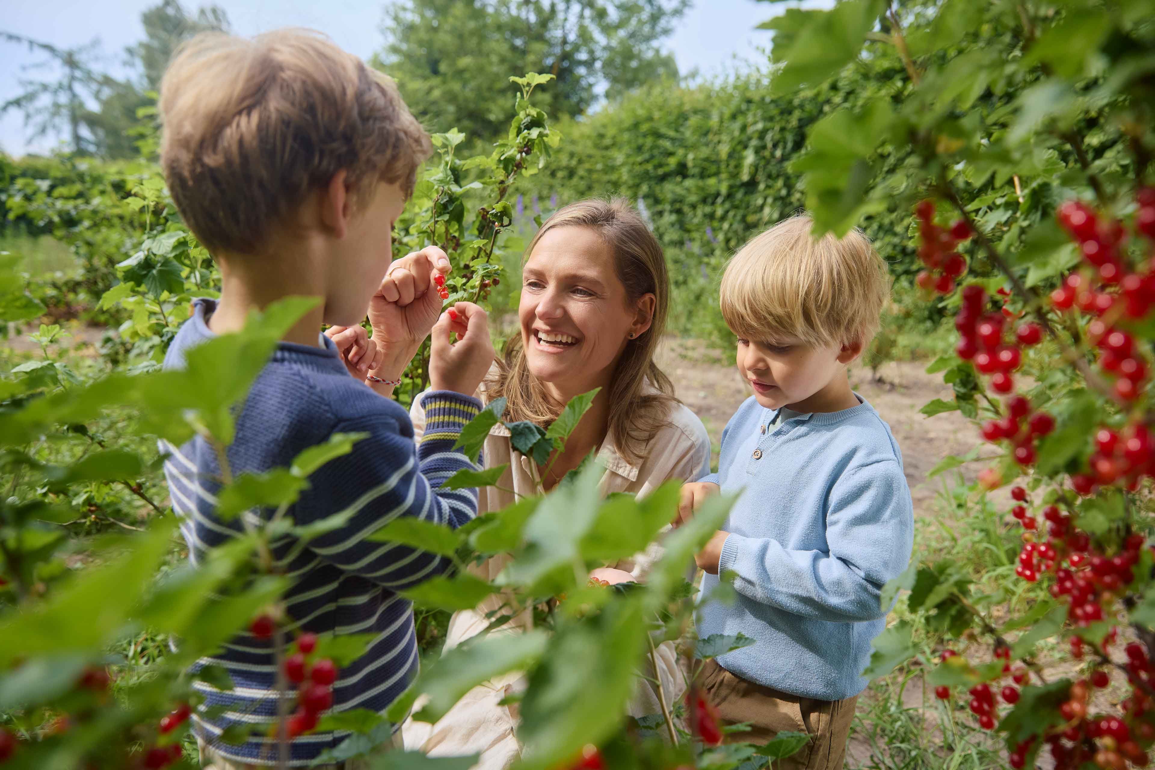 Zwei Kleinkinder und eine Frau pflücken rote Beeren in einem Garten mit grünen Sträuchern