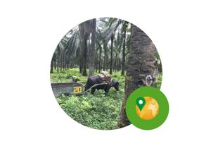 Nachhaltige Bio-Palmölplantage mit Wasserbüffel und Wagen zwischen Palmen, im Vordergrund grünes Symbol für verantwortungsvollen Anbau
