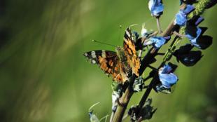 Butterfly sits on a blue flower, organic campaign taken further
