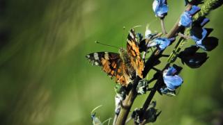 Butterfly sits on a blue flower, organic campaign taken further