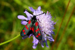 gefleckter Schmetterling