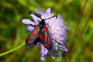 gefleckter Schmetterling