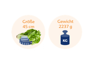Ein Vergleich zwischen der Höhe eines grünen Gemüses, bezeichnet als "GröSe", und seinem Gewicht, bezeichnet als "Gewicht".