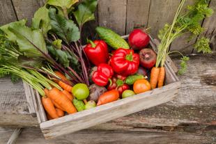 Eine Holzkiste gefüllt mit frischem Gemüse, darunter Karotten, Rüben, Tomaten und Gurken, vor einem rustikalen Holzhintergrund.