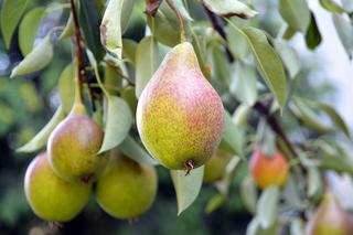 Pears hanging on the branch