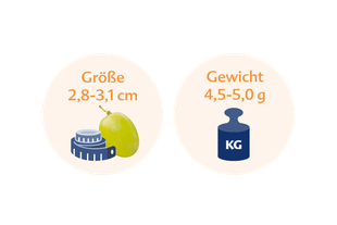 Zwei kreisförmige Icons. Das linke Symbol zeigt eine grüne Frucht, ein Maßband und den Text "Größe 2,8-3,1 cm". Das rechte Symbol zeigt eine blaue Waage mit der Aufschrift "Gewicht 4,5-5,0 g".