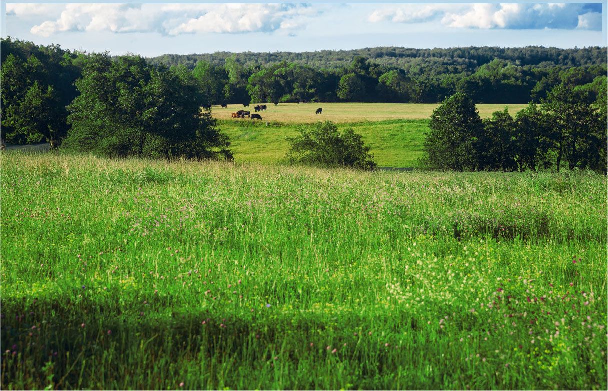 Farm land with cows in the background