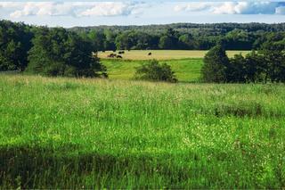 Farm land with cows in the background