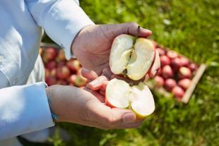 Hände halten einen halbierten Apfel vor einem Apfelbaum mit reifen Äpfeln