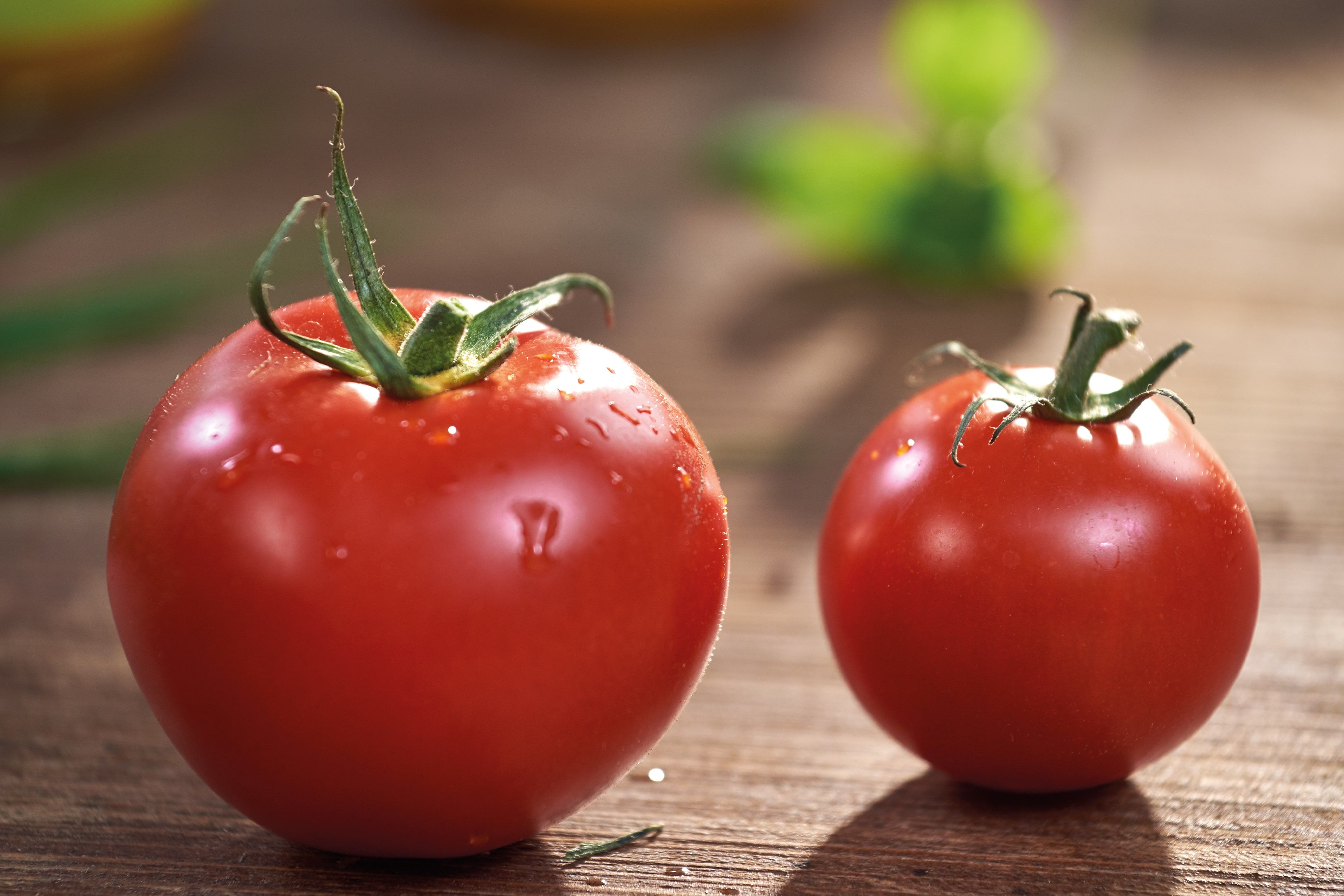 Zwei reife Tomaten mit Wassertropfen auf der Oberfläche, die auf eine Holzunterlage gelegt werden.