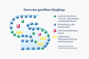 Darm des gestillten Säuglings