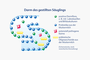 Darm des gestillten Säuglings