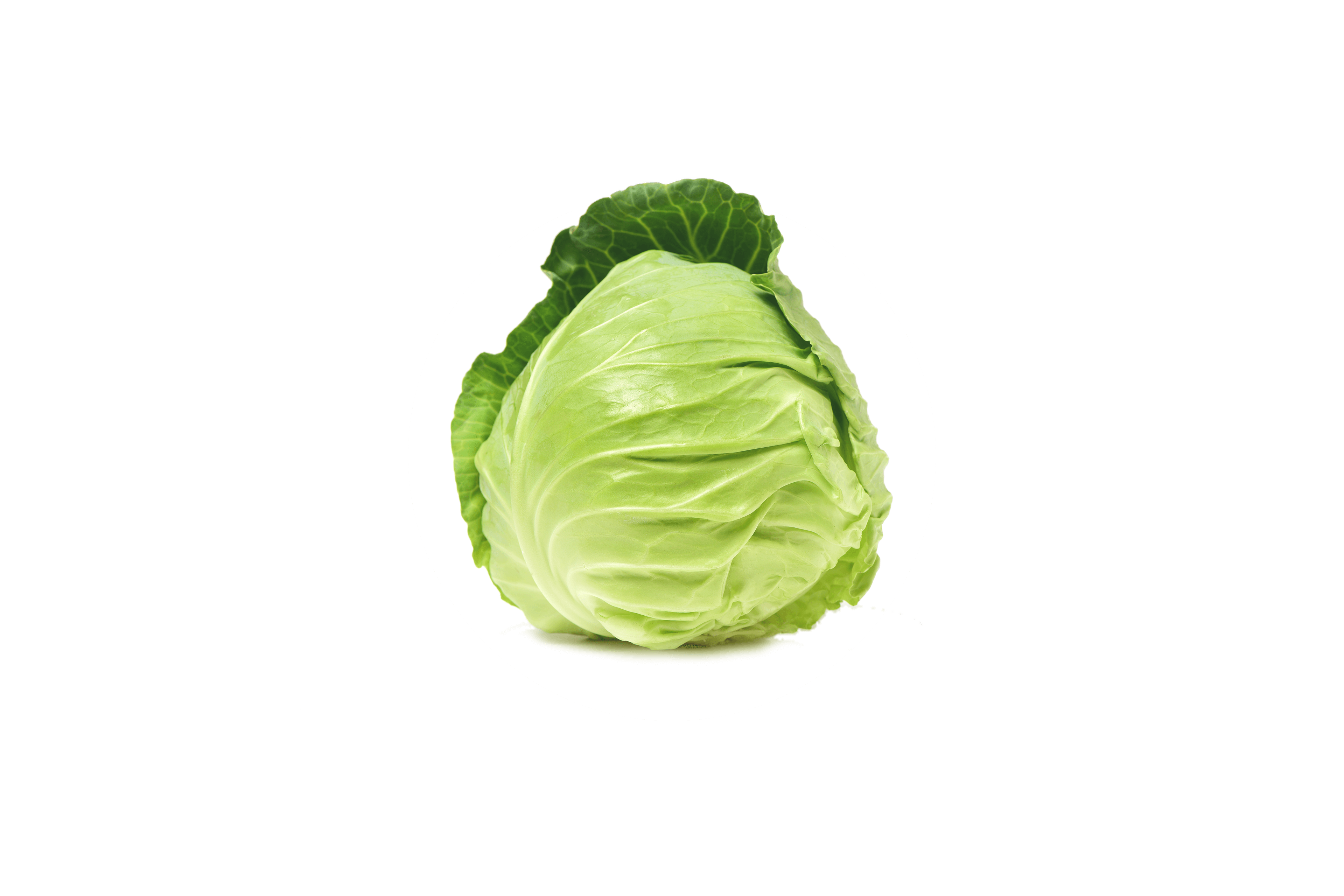 Ein frischer Grünkohl mit unversehrten Blättern.