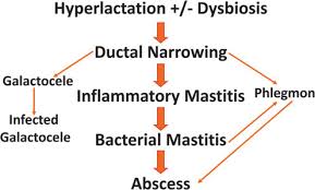 Hyperlactation Dysbiosis Figure from Mitchell et al., 2022