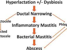 Hyperlactation Dysbiosis Figure from Mitchell et al., 2022