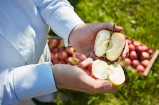 Stefan Hipp holds split apple in his hand