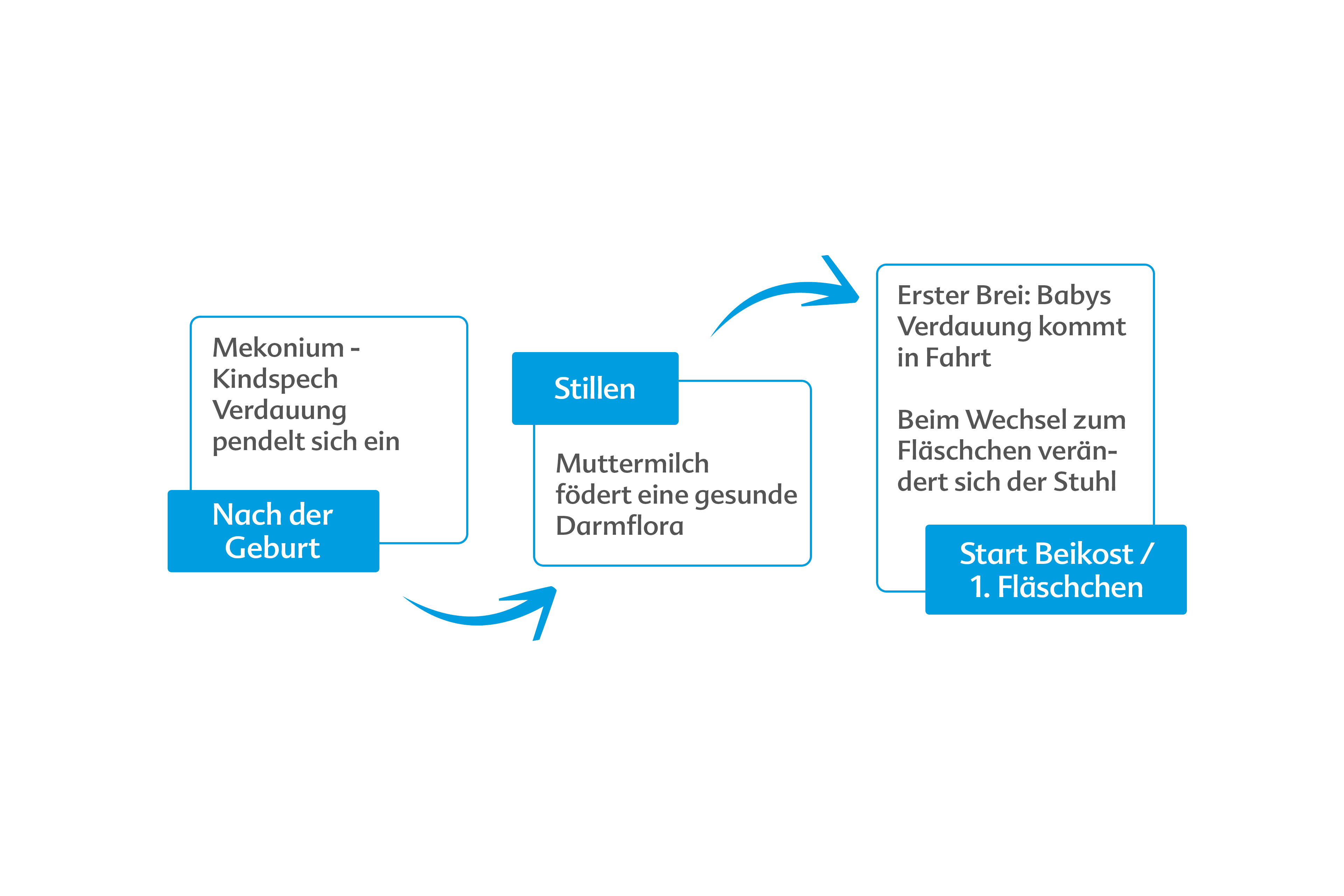 Infografik mit drei beschrifteten Kästen, die durch Pfeile verbunden sind, und lesbarem Text zu Verdauungsschritten bei Babys.