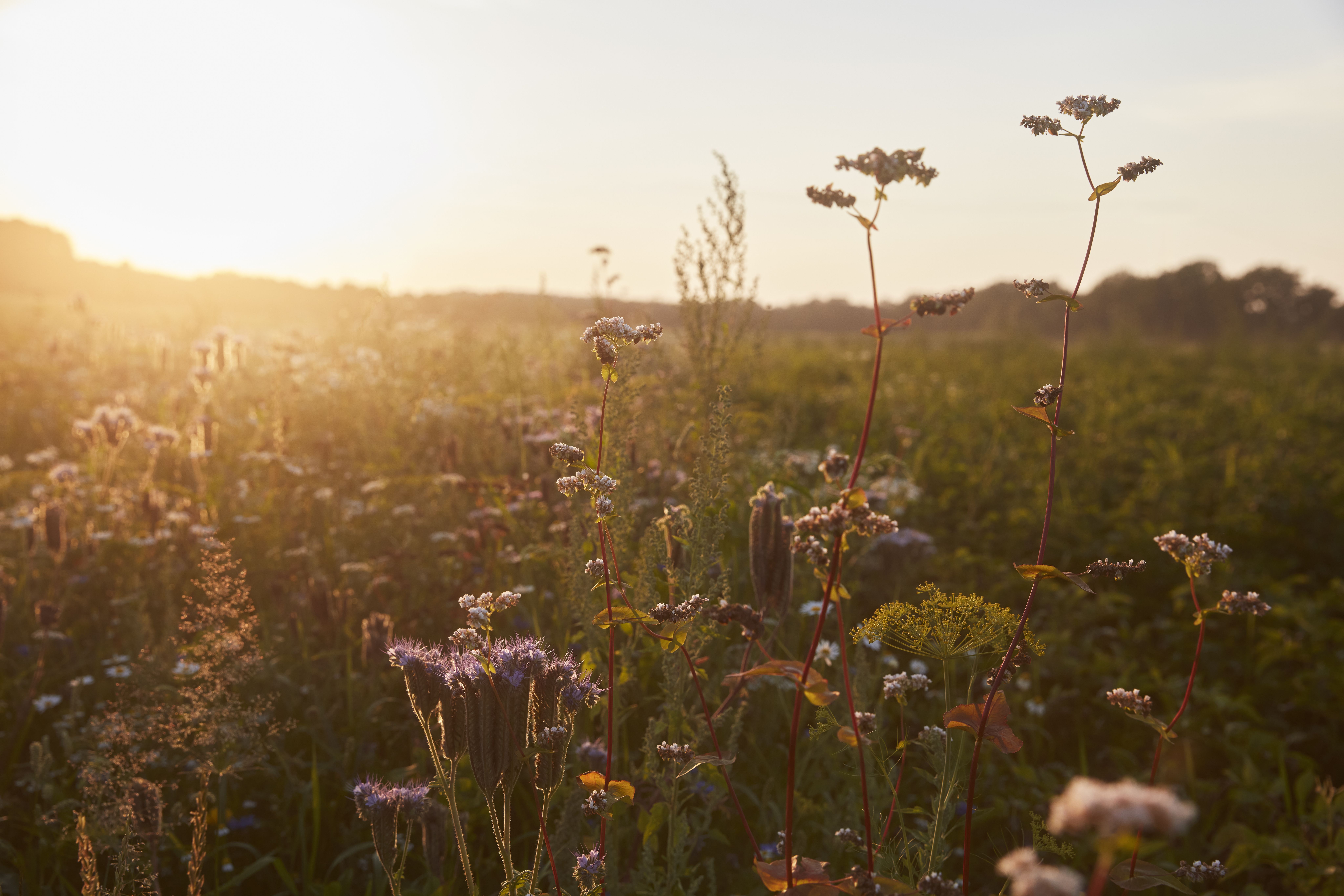 Landschaft mit Blumen