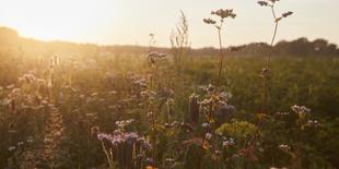 Landschaft mit Blumen