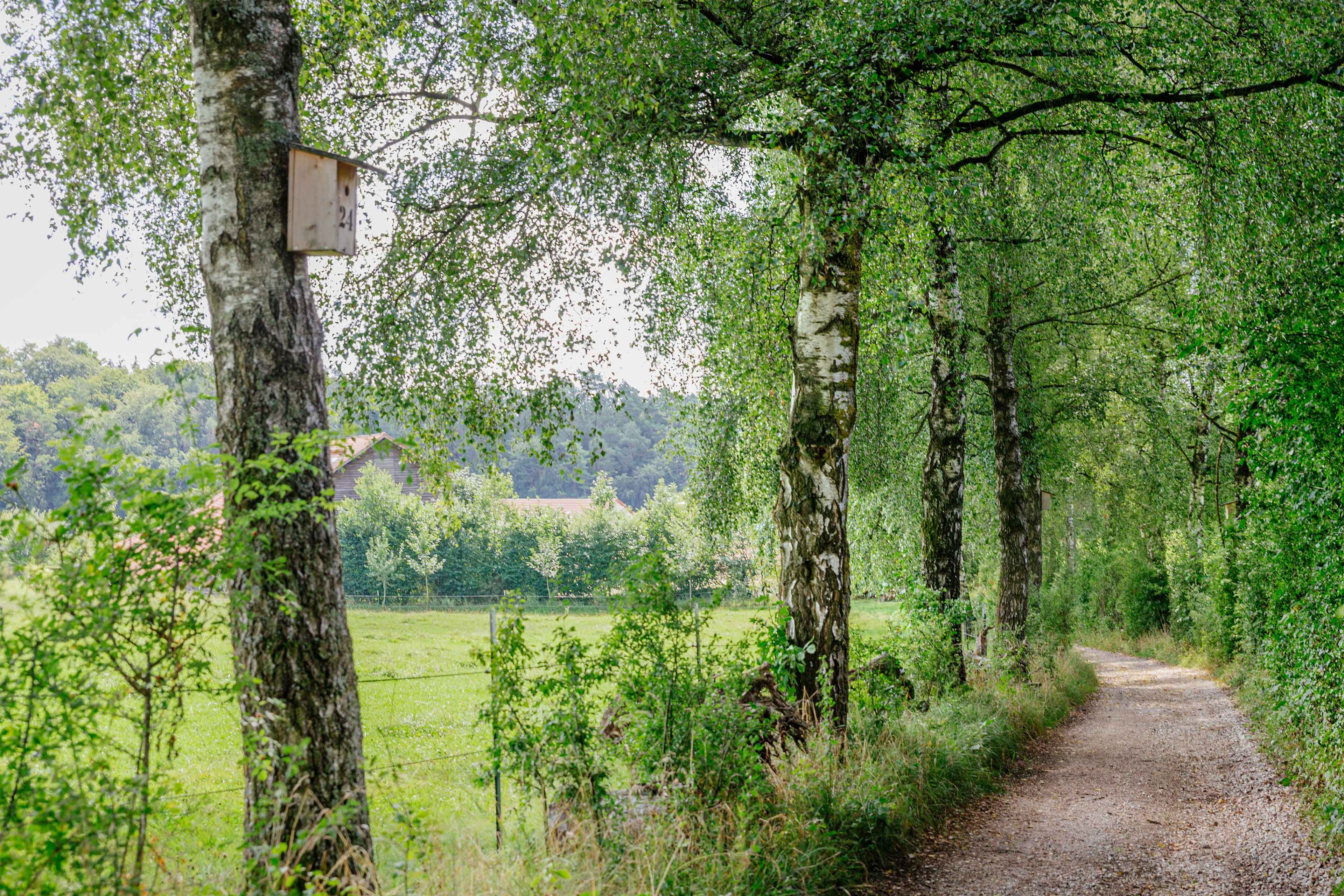 Baumallee mit Nistkasten am Ehrensberger Hof neben einem Feld und naturbelassenem Kiesweg in Pfaffenhofen