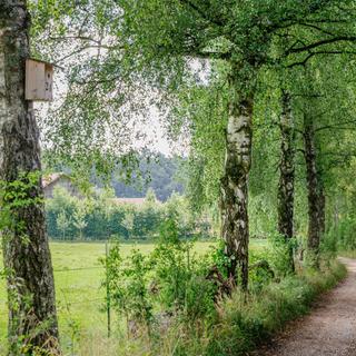Baumallee mit Nistkasten am Ehrensberger Hof neben einem Feld und naturbelassenem Kiesweg in Pfaffenhofen