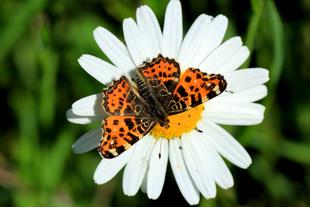 schwarz oranger Schmetterling auf weißer Blume