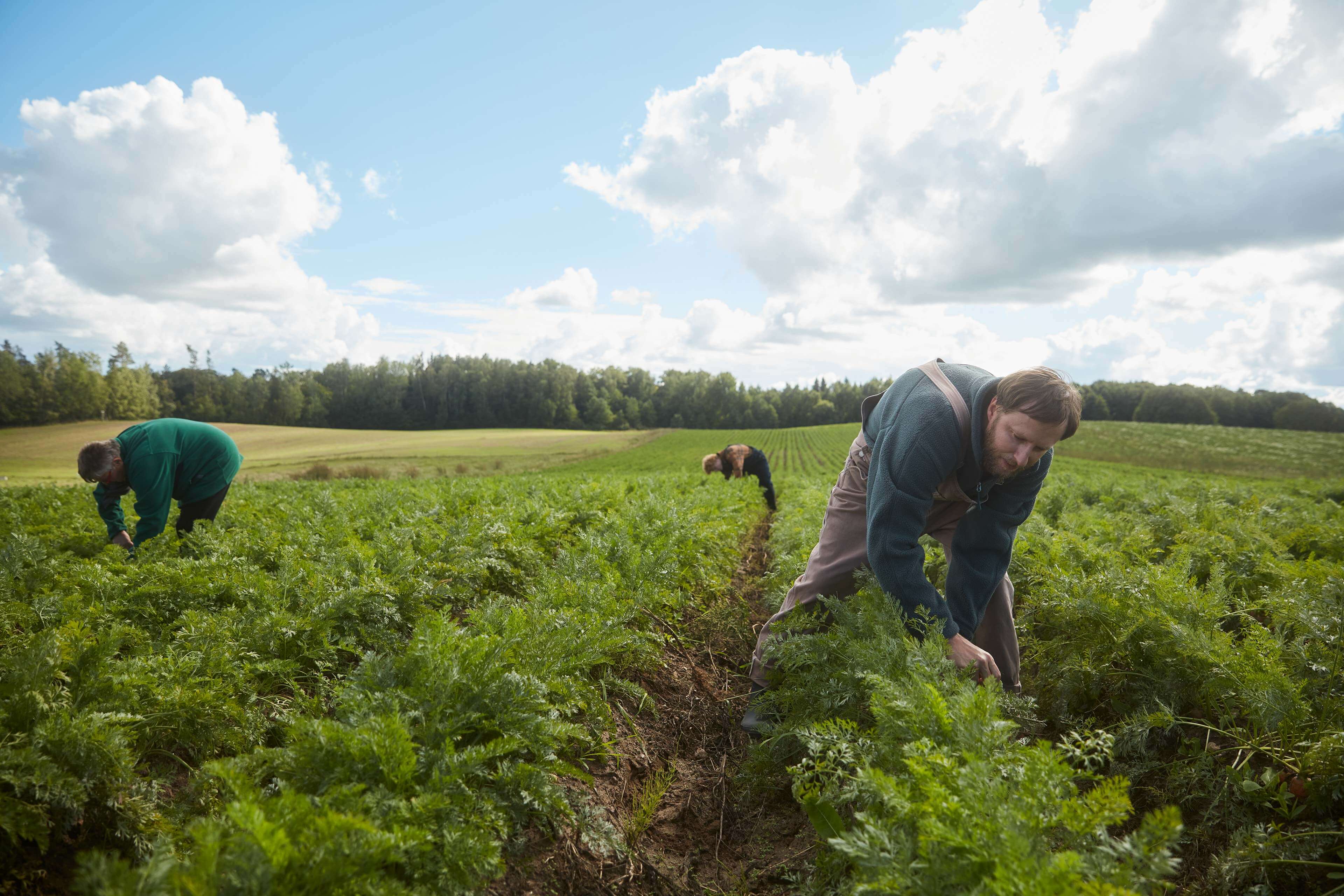 Landwirte ernten Möhren auf einem ökologisch bewirtschafteten Feld unter blauem Himmel.