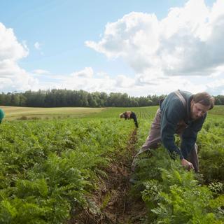 Landwirte ernten Möhren auf einem ökologisch bewirtschafteten Feld unter blauem Himmel.