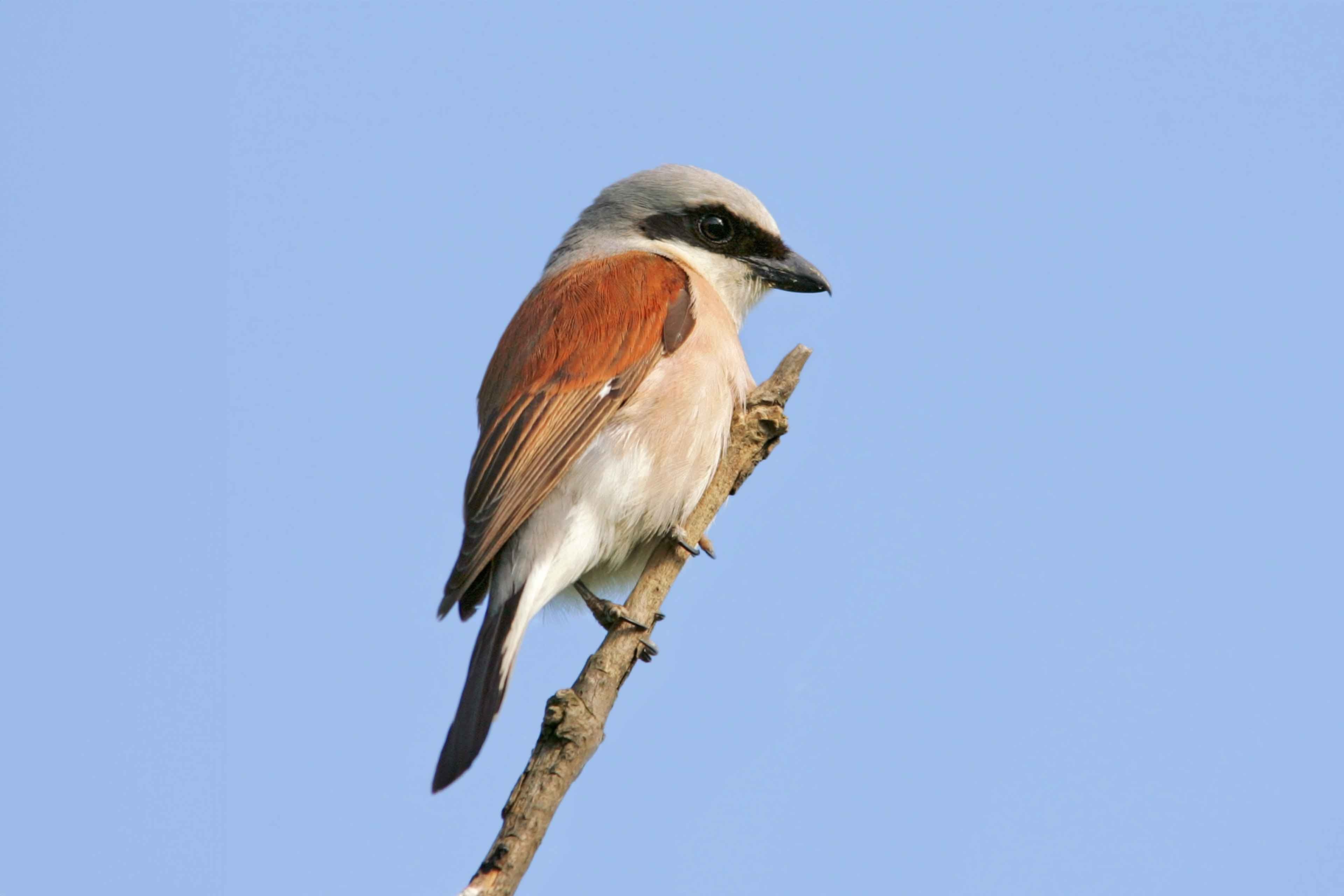 Ein Vogel sitzt auf einem Ast vor einem klaren blauen Himmel.