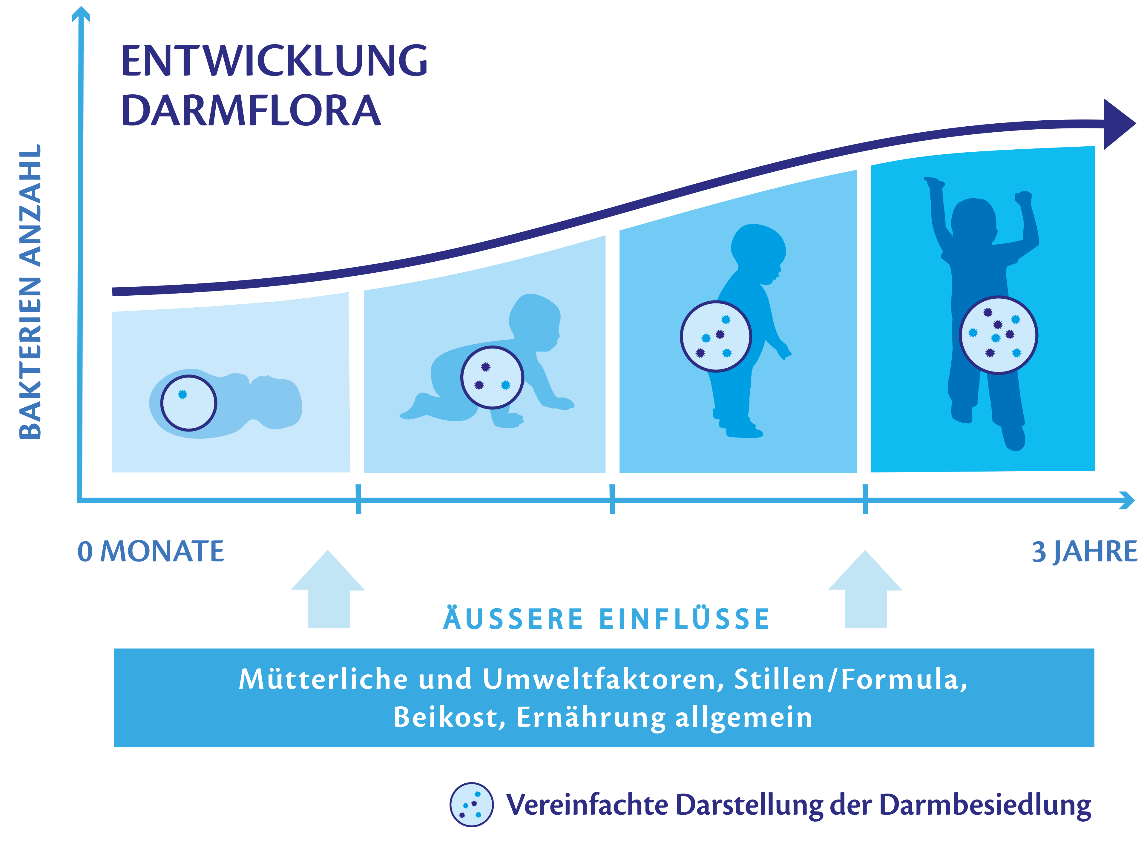 Infografik mit vier stilisierten Kinderfiguren in verschiedenen Entwicklungsphasen und einem Kreis mit Punkten im Bauchbereich, dazu Pfeile und Textleisten.