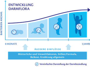 Infografik mit vier stilisierten Kinderfiguren in verschiedenen Entwicklungsphasen und einem Kreis mit Punkten im Bauchbereich, dazu Pfeile und Textleisten.