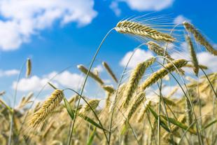 Goldgelbe Roggenstängel wiegen sich auf einem Feld unter einem klaren blauen Himmel.
